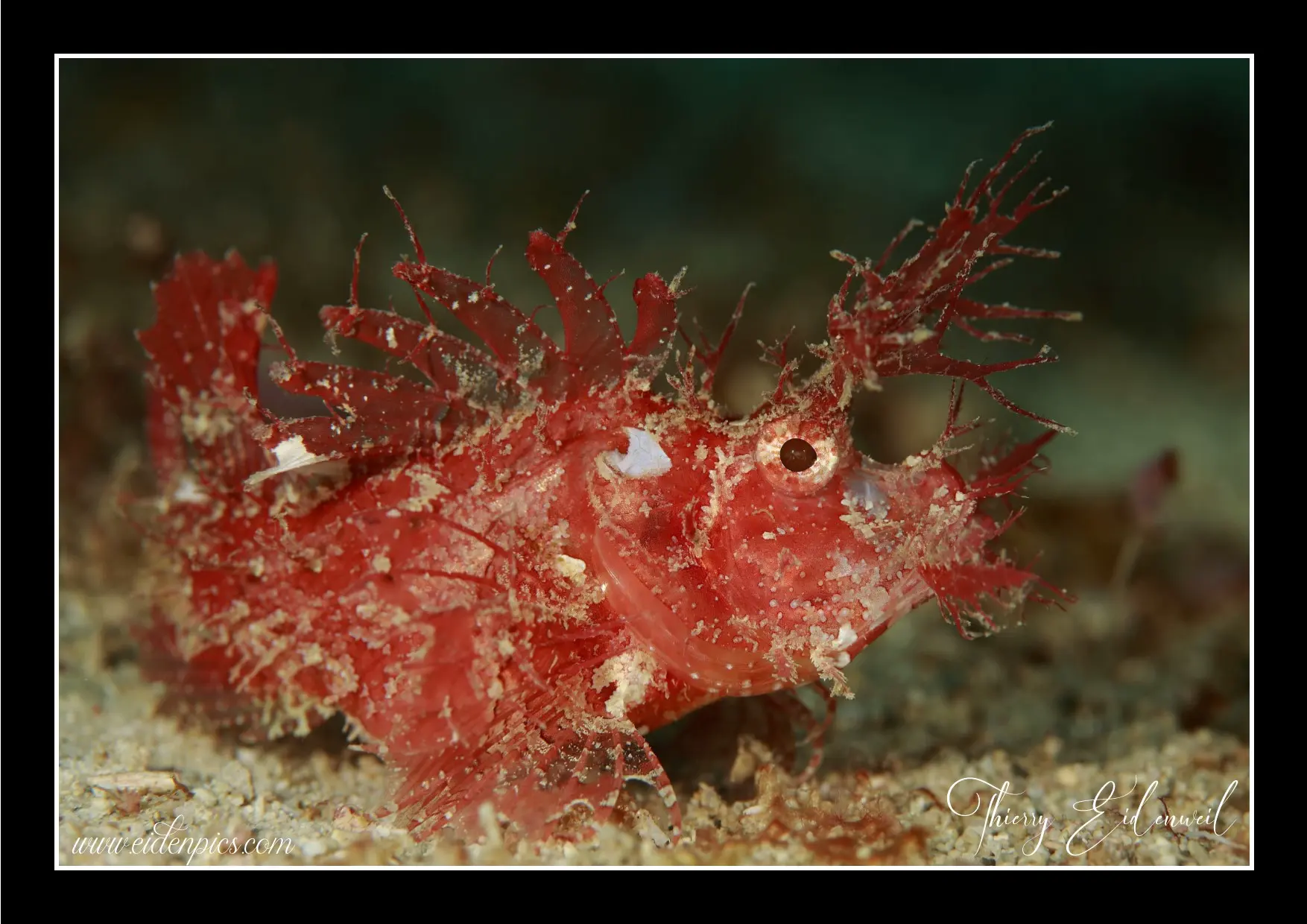 Anilao Macro Dive Media Highlight